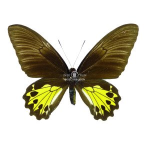 TROIDES HELENA